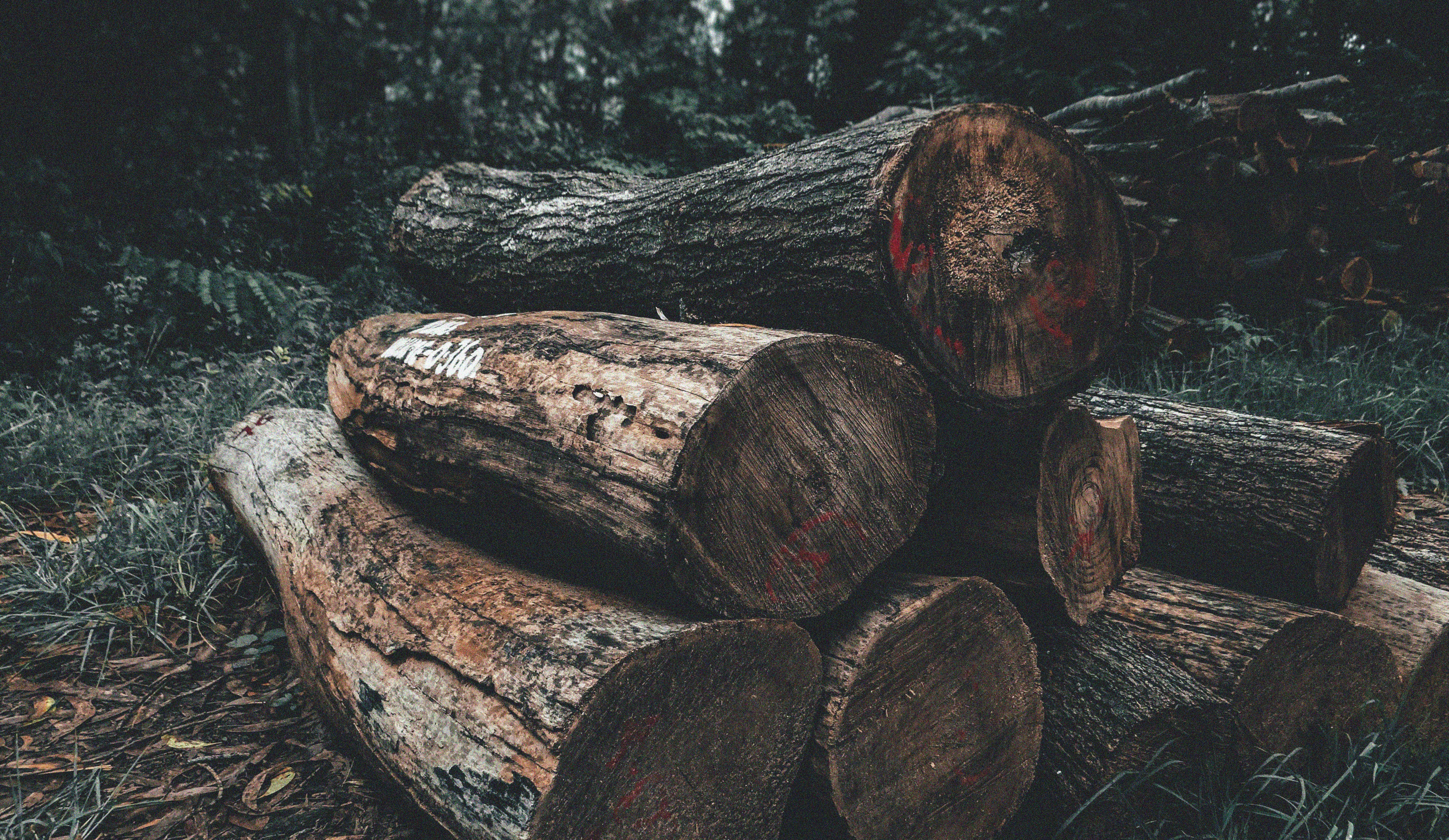 Deforestación de un bosque.
