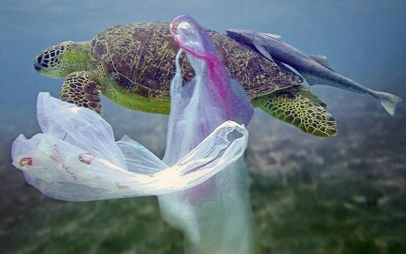 Tortuga nadando entre bolsas de plástico.